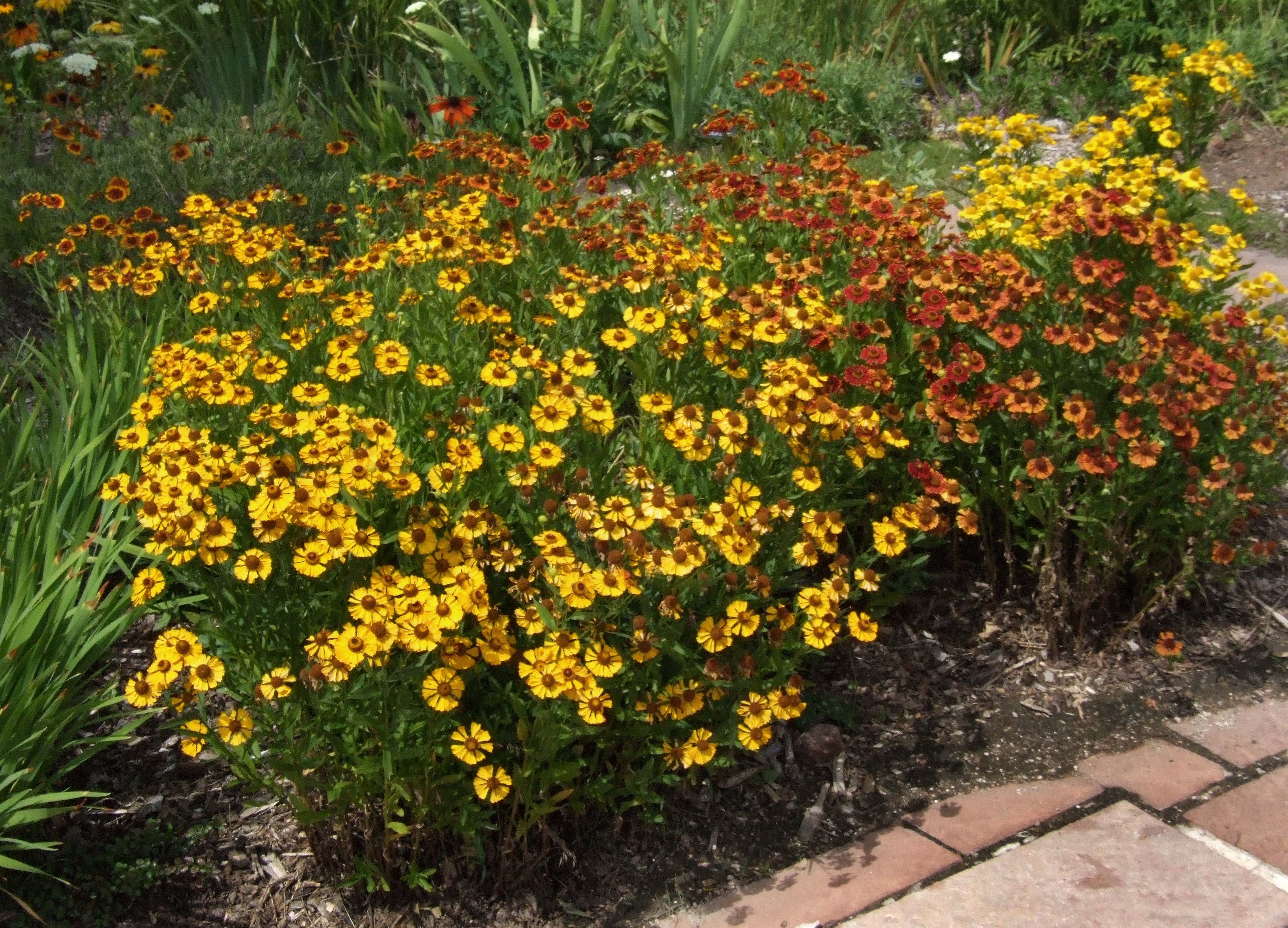 Sneezeweed